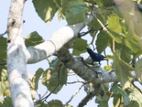 Purple-headed Starling (Hylopsar purpureiceps)