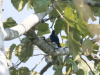 Purple-headed Starling (Hylopsar purpureiceps)