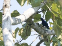 Purple-headed Starling (Hylopsar purpureiceps)