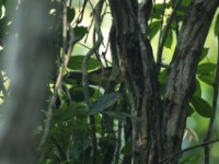 Toro Olive Greenbul (Phyllastrephus hypochloris)