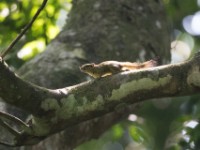 Carruther's Mountain Squirrel (Funisciurus carruthersi)