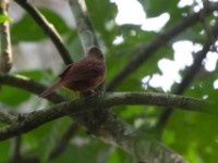 Fraser's Rufous Thrush (Stizorhina fraseri)