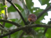 Fraser's Rufous Thrush (Stizorhina fraseri)