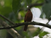 Fraser's Rufous Thrush (Stizorhina fraseri)