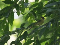 Xavier's Greenbul (Phyllastrephus xavieri)