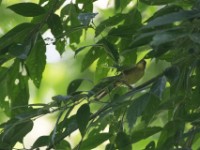 Xavier's Greenbul (Phyllastrephus xavieri)