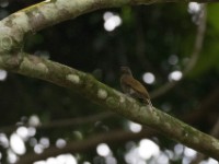 Thick-billed Honeyguide (Indicator conirostris)