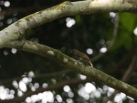 Thick-billed Honeyguide (Indicator conirostris)