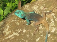Southern Tree Agama (Acanthocercus atricollis)