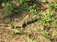 Agama