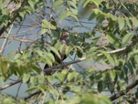 Western Bronze-naped Pigeon (Columba iriditorques)