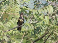 Western Bronze-naped Pigeon (Columba iriditorques)