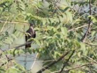 Western Bronze-naped Pigeon (Columba iriditorques)