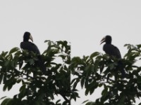 African Pied Hornbill (Lophoceros fasciatus)