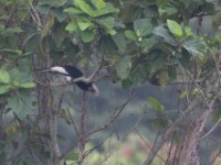 Piping Hornbill (Bycanistes fistulator)