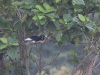 Piping Hornbill (Bycanistes fistulator)