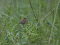Orange-cheeked Waxbill (Estrilda melpoda)