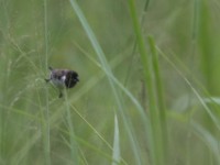 Bronze Mannikin (Lonchura cucullata)