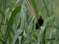 Black Bishop (Euplectes gierowii)