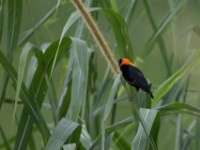 Black Bishop (Euplectes gierowii)