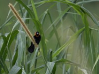Black Bishop (Euplectes gierowii)