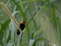 Black Bishop (Euplectes gierowii)