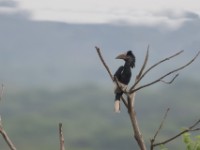 Black-and-white-casqued Hornbill (Bycanistes subcylindricus)