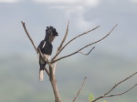 Black-and-white-casqued Hornbill (Bycanistes subcylindricus)