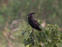 Long-crested Eagle (Lophaetus occipitalis)