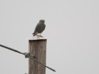 Grey Kestrel (Falco ardosiaceus)