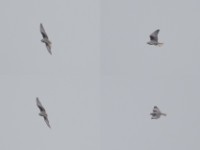 Black-winged Kite (Elanus caeruleus)