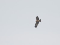 African Harrier-Hawk (Polyboroides typus)