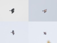 African Harrier-Hawk (Polyboroides typus)