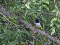 Violet-backed Starling (Cinnyricinclus leucogaster)