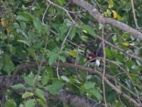 Violet-backed Starling (Cinnyricinclus leucogaster)