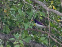 Violet-backed Starling (Cinnyricinclus leucogaster)