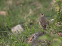 Plain-backed Pipit (Anthus leucophrys)