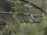 Black-crowned Tchagra (Tchagra senegalus)