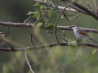 Black-crowned Tchagra (Tchagra senegalus)