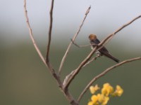 Lesser Striped Swallow (Cecropis abyssinica)