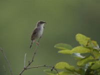 Whistling Cisticola (Cisticola lateralis)