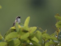 Whistling Cisticola (Cisticola lateralis)