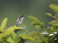 Whistling Cisticola (Cisticola lateralis)