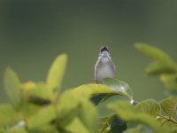 Whistling Cisticola (Cisticola lateralis)