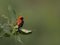 Black-winged Red Bishop (Euplectes hordeaceus)