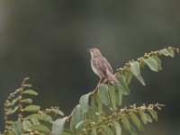 Rattling Cisticola (Cisticola chiniana)