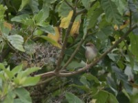 Singing Cisticola (Cisticola cantans)