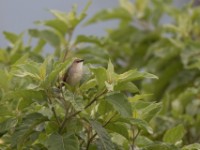 Singing Cisticola (Cisticola cantans)
