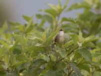 Singing Cisticola (Cisticola cantans)