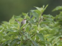 Singing Cisticola (Cisticola cantans)